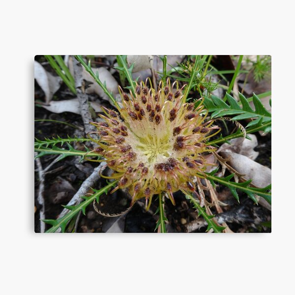 Item preview, Banksia dallanneyi - Couch Honeypot designed and sold by SouthernFlora.