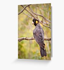 Yellow-tailed Black Cockatoo Greeting Card