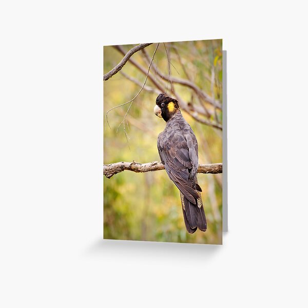 Yellow-tailed Black Cockatoo Greeting Card