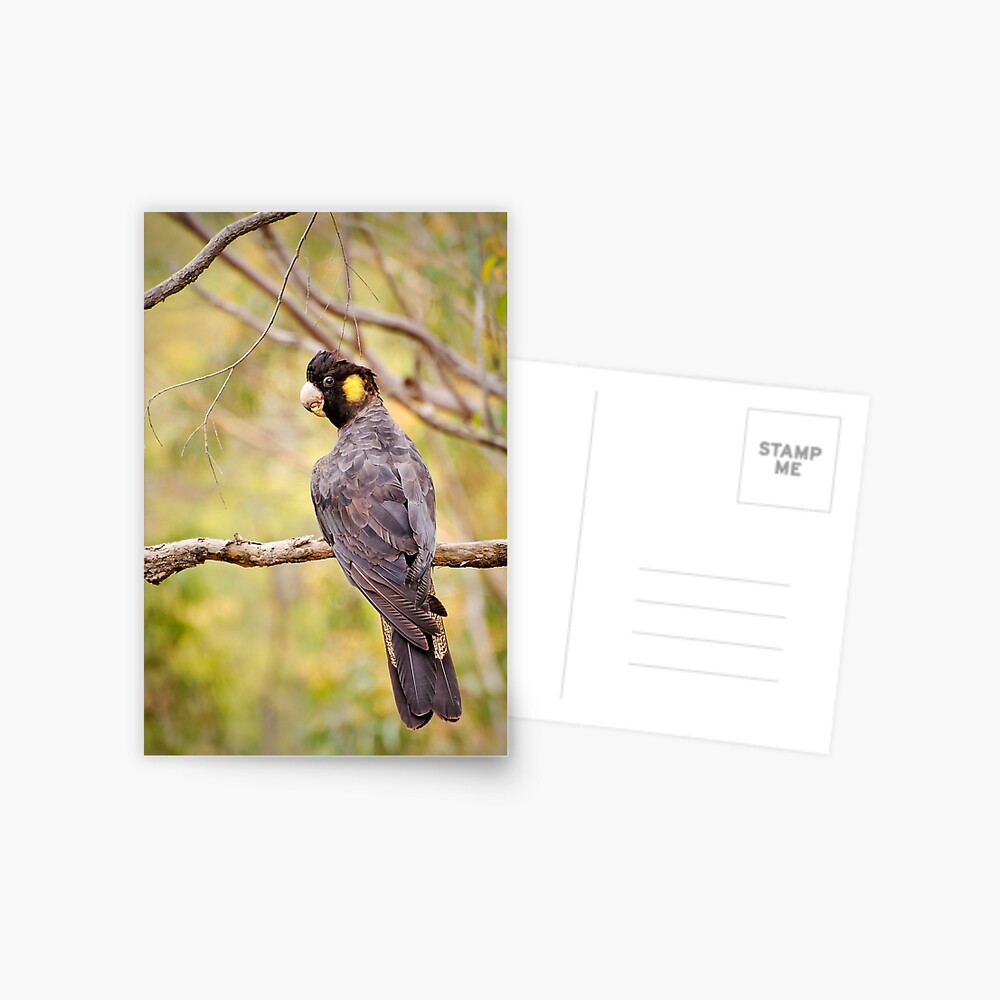 Yellow-tailed Black Cockatoo Postcard