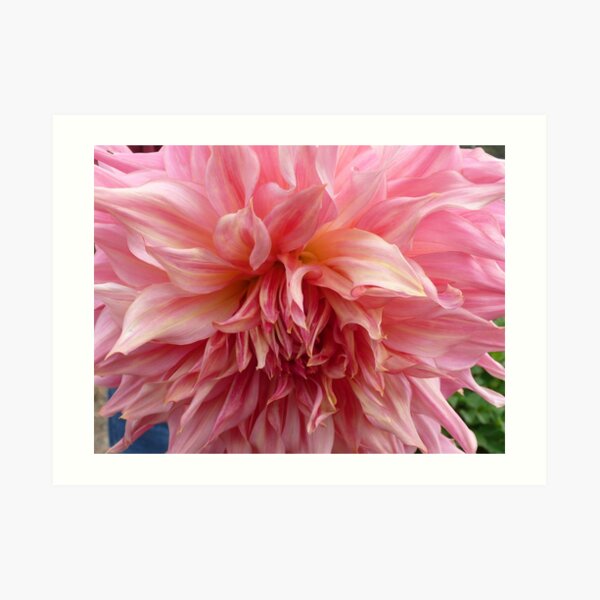 Dahlia #20 Art Print