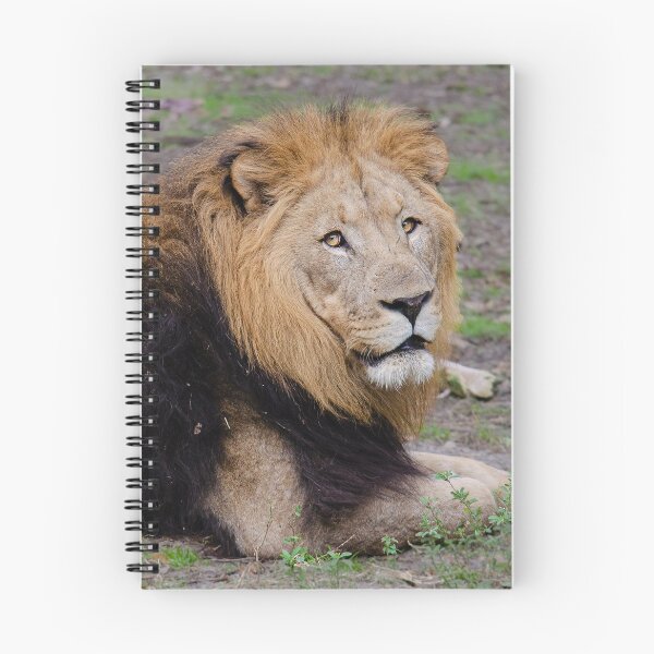 Item preview, Adult Male Lion Laying Down designed and sold by DoveyCreates.