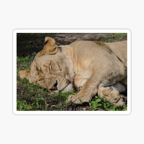 Item preview, Adult Sleeping Lioness (Female Lion) designed and sold by DoveyCreates.