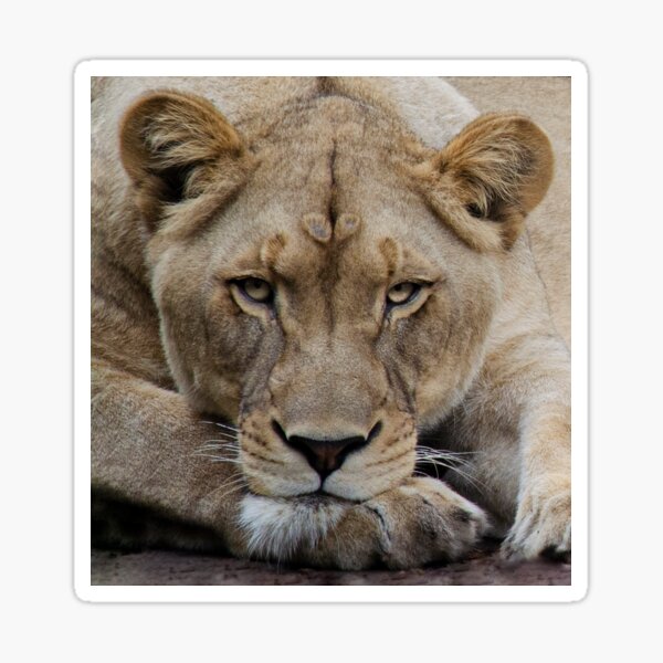Item preview, Adult Lioness Staring (Female Lion) designed and sold by DoveyCreates.