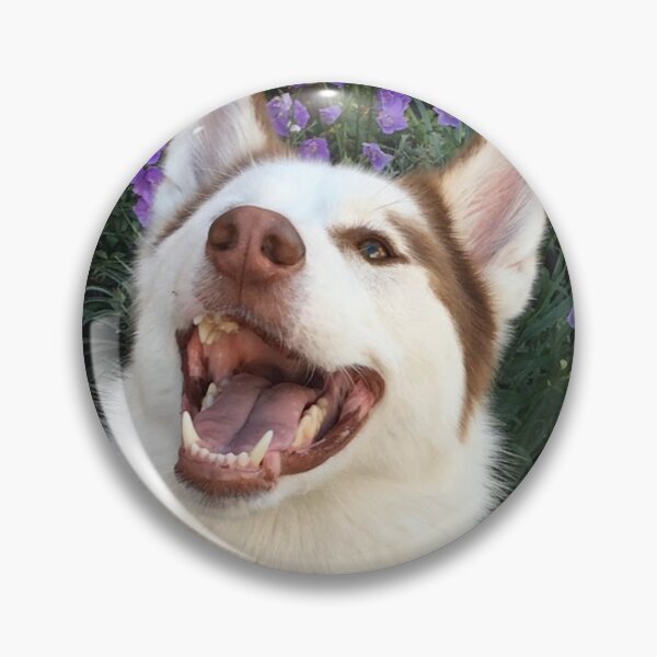 Item preview, Copy of Dog Husky,  piebald husky. Taken from a real photo of our husky Balto designed and sold by ArtAlbina.
