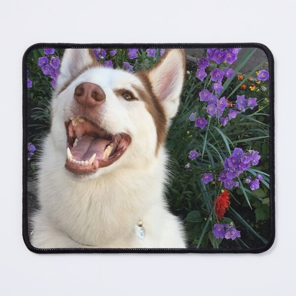 Item preview, Copy of Dog Husky,  piebald husky. Taken from a real photo of our husky Balto designed and sold by ArtAlbina.