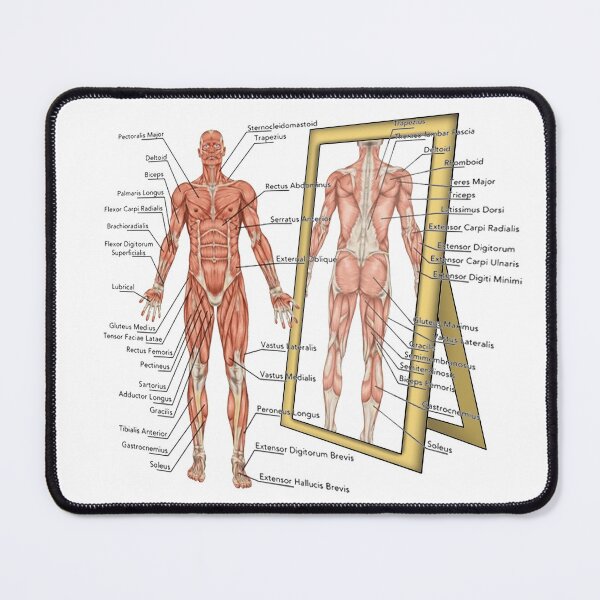 Item preview, Anatomy designed and sold by HeavyBurden.