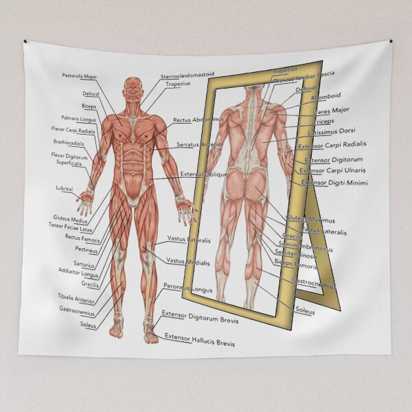 Item preview, Anatomy designed and sold by HeavyBurden.