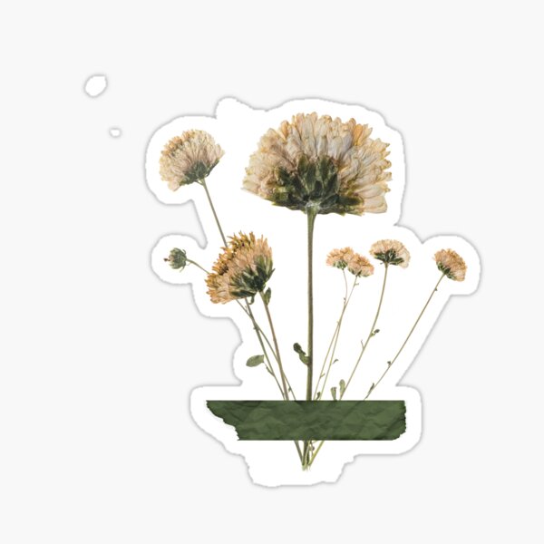 pressed flowers Sticker for Sale by vivienne G