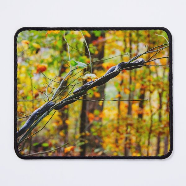 Item preview, Black Rat Snake on a limb with fall foliage in West Virginia designed and sold by jodiewitmer.