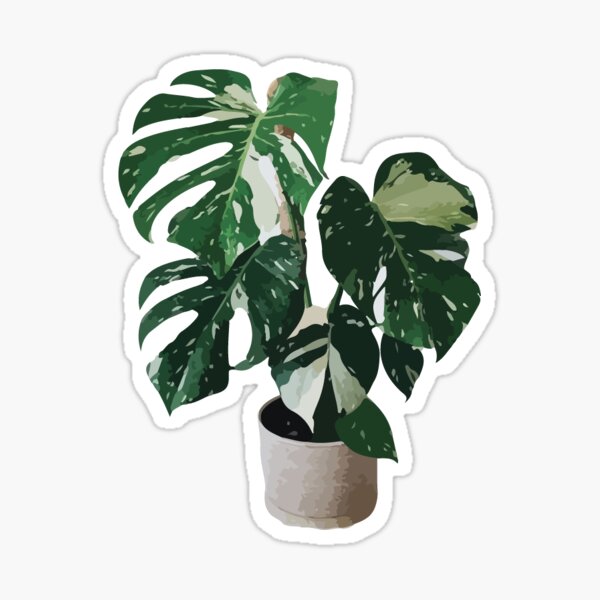 Item preview, Monstera Albo designed and sold by plantycharlie.