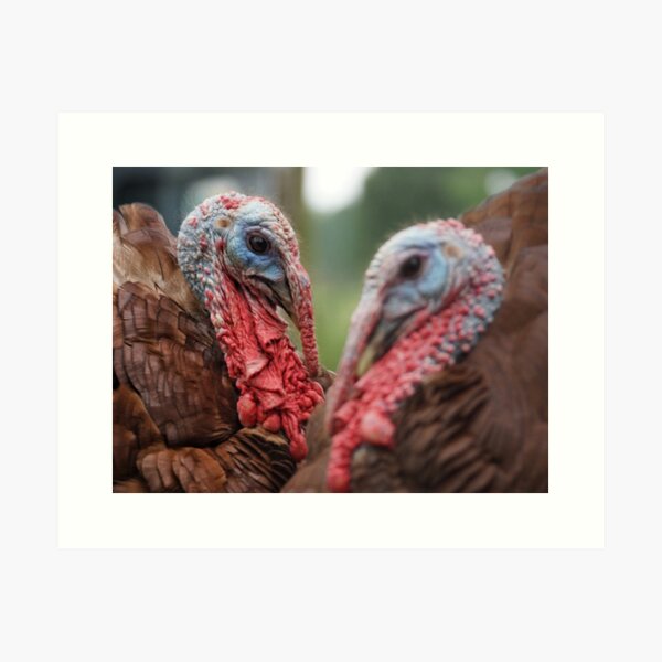 Bourbon Red Turkey Love Art Print
