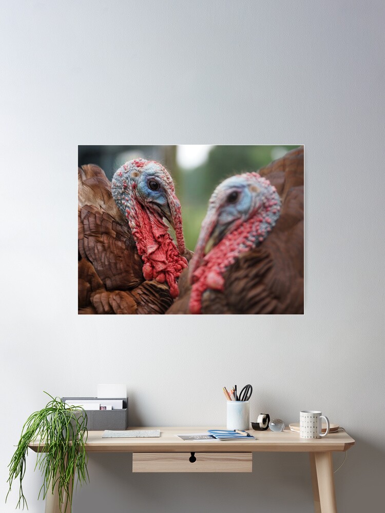 Thumbnail 1 of 3, Poster, Bourbon Red Turkey Love designed and sold by OzarkAkerzFarm.