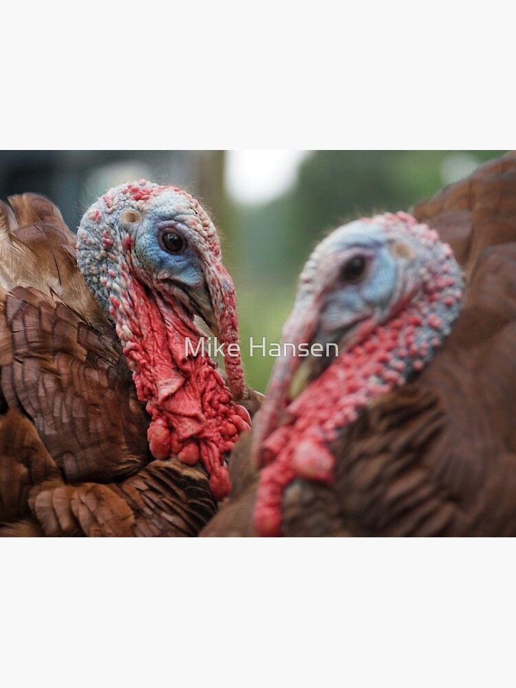 Thumbnail 3 of 3, Poster, Bourbon Red Turkey Love designed and sold by OzarkAkerzFarm.