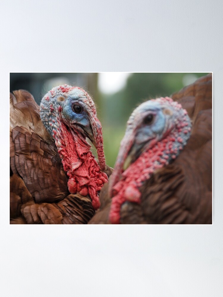 Thumbnail 2 of 3, Poster, Bourbon Red Turkey Love designed and sold by OzarkAkerzFarm.