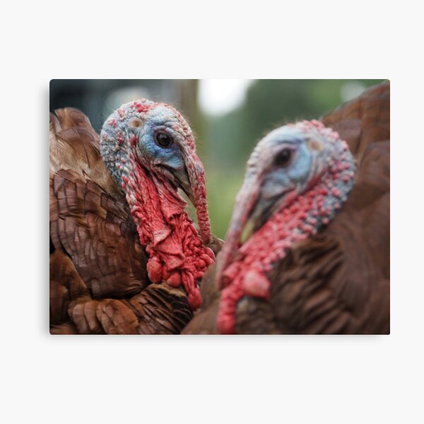 Bourbon Red Turkey Love Canvas Print