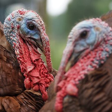 Artwork thumbnail, Bourbon Red Turkey Love by Mike Hansen
