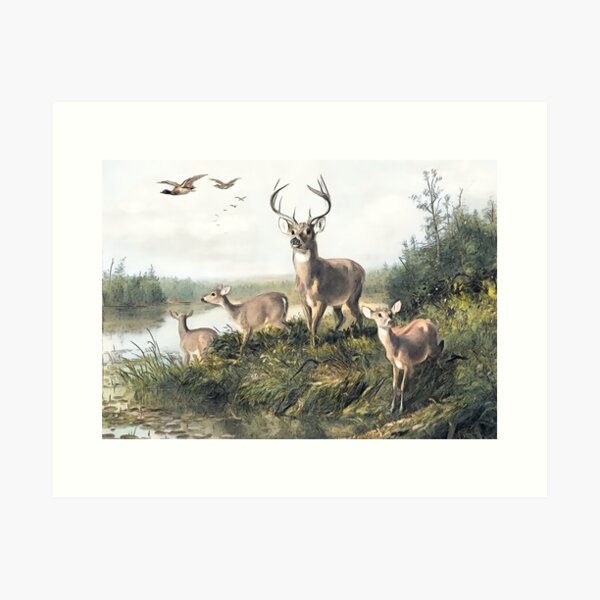 Vintage Whitetail Deer Magazine Art Print Hunting Fishing Cabin Wall Decor  Gift