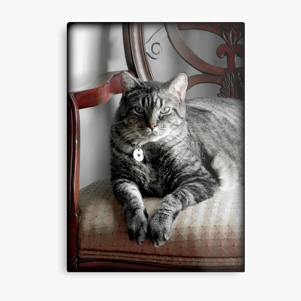 My Boo © Metal Print