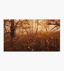Fairyland Photographic Print