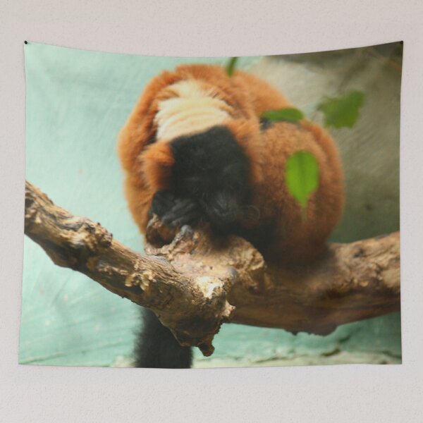 Item preview, Sleeping Monkey Photography Print designed and sold by griffingphoto.