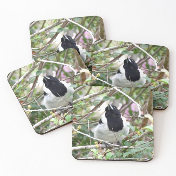 Item preview, Pied Butcher Bird Photography designed and sold by Digitaldingo.