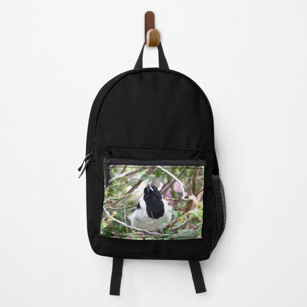 Item preview, Pied Butcher Bird Photography designed and sold by Digitaldingo.
