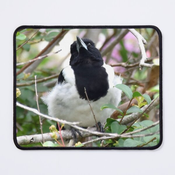 Item preview, Pied Butcher Bird Photography designed and sold by Digitaldingo.