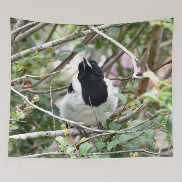 Item preview, Pied Butcher Bird Photography designed and sold by Digitaldingo.