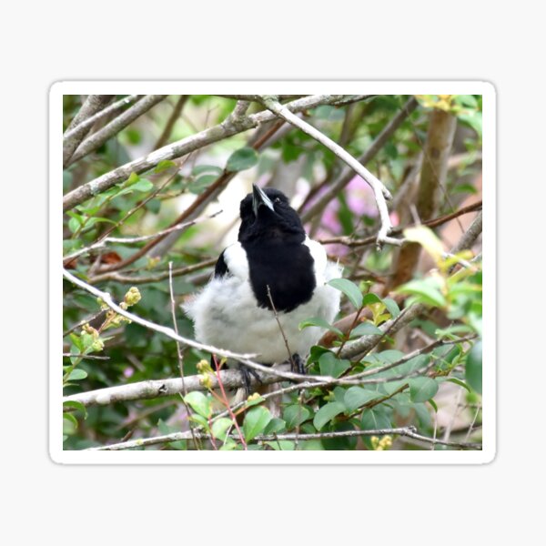 Item preview, Pied Butcher Bird Photography designed and sold by Digitaldingo.