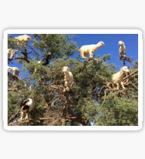 Goats in an argan tree Sticker