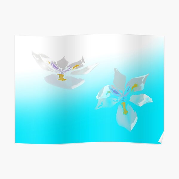 White Iris Floating Blue Poster