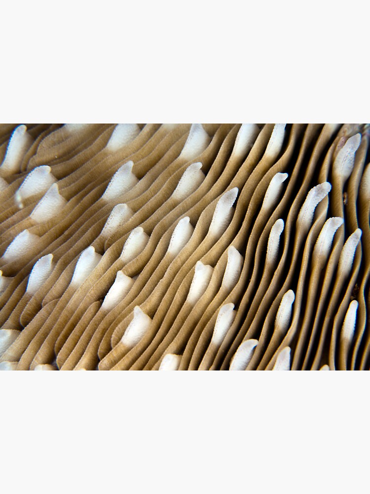 White caps by DavidWachenfeld