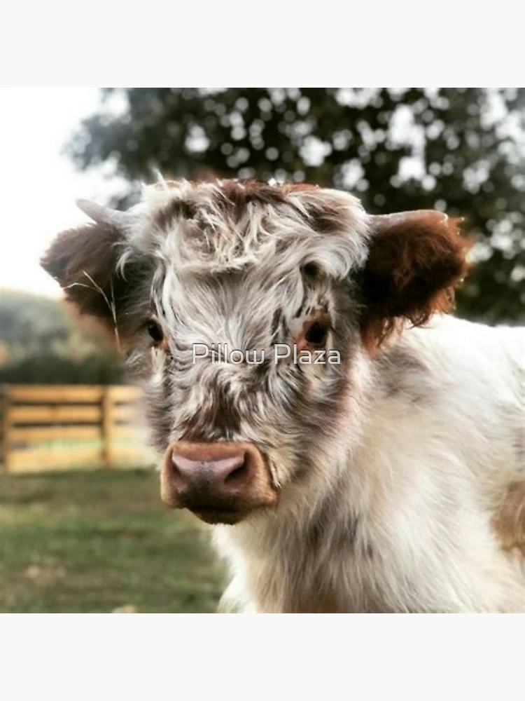 Strawberry cow  Cute baby cow, Fluffy cows, Cow