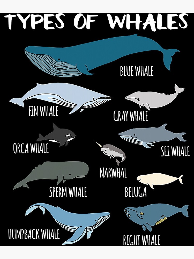 Types Of Whales Cute Ocean Mammals Guide Premium Matte Vertical Poster ...