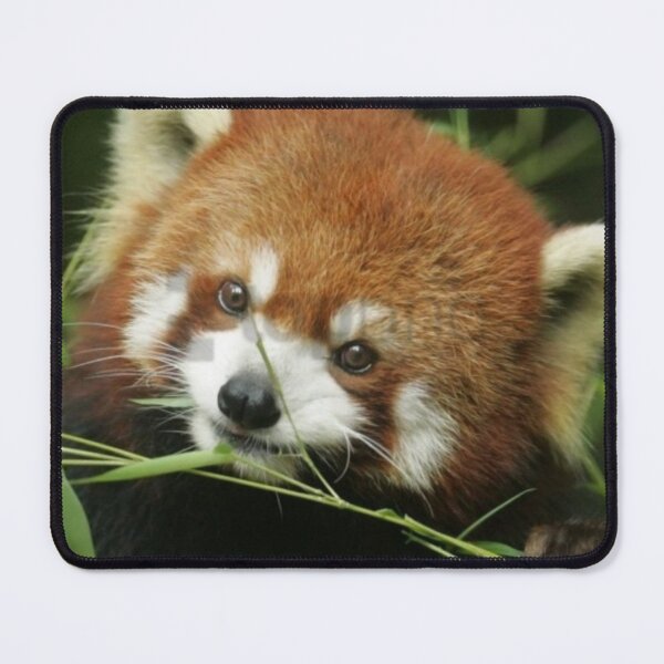 Item preview, I'm just a Guy who likes Red Pandas designed and sold by ArtTheresaLynn1.