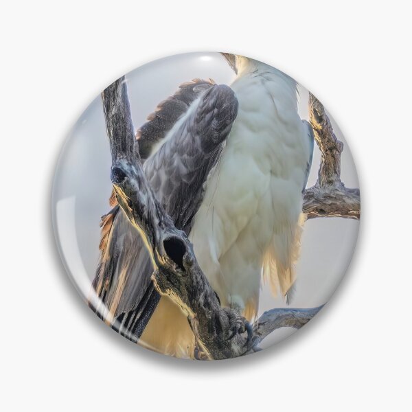 Artikelvorschau, Weißbauch-Seeadler entworfen und verkauft von Peter Hocking.