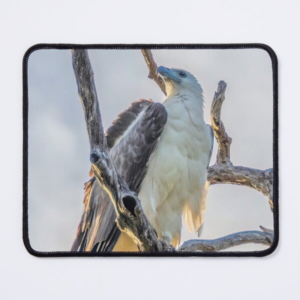 Item preview, White-bellied Sea Eagle designed and sold by Peter Hocking.