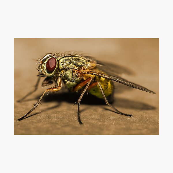 Item preview, Macro shot of a common housefly designed and sold by BBPGallery.