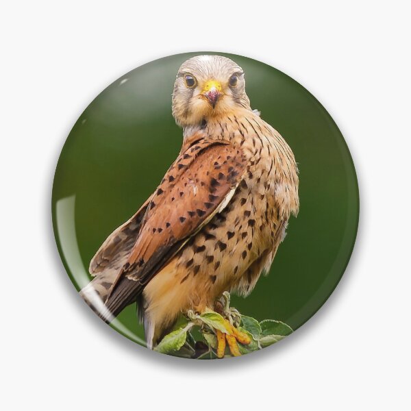 Artikelvorschau, Turmfalke Falco Tinnunculus entworfen und verkauft von inspireyoureyes.