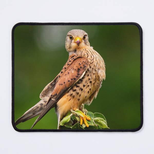 Item preview, Kestrel Falco tinnunculus designed and sold by inspireyoureyes.
