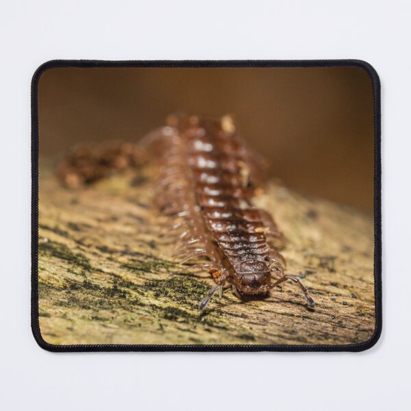 Item preview, The centipede designed and sold by BBPGallery.