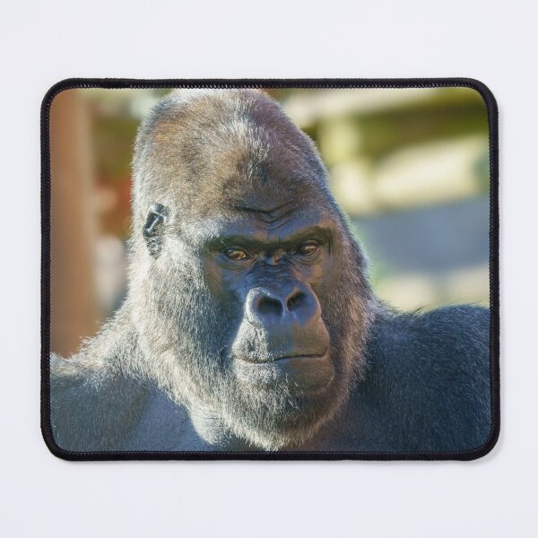 Item preview, Striking Silverback  designed and sold by rawshutterbug.