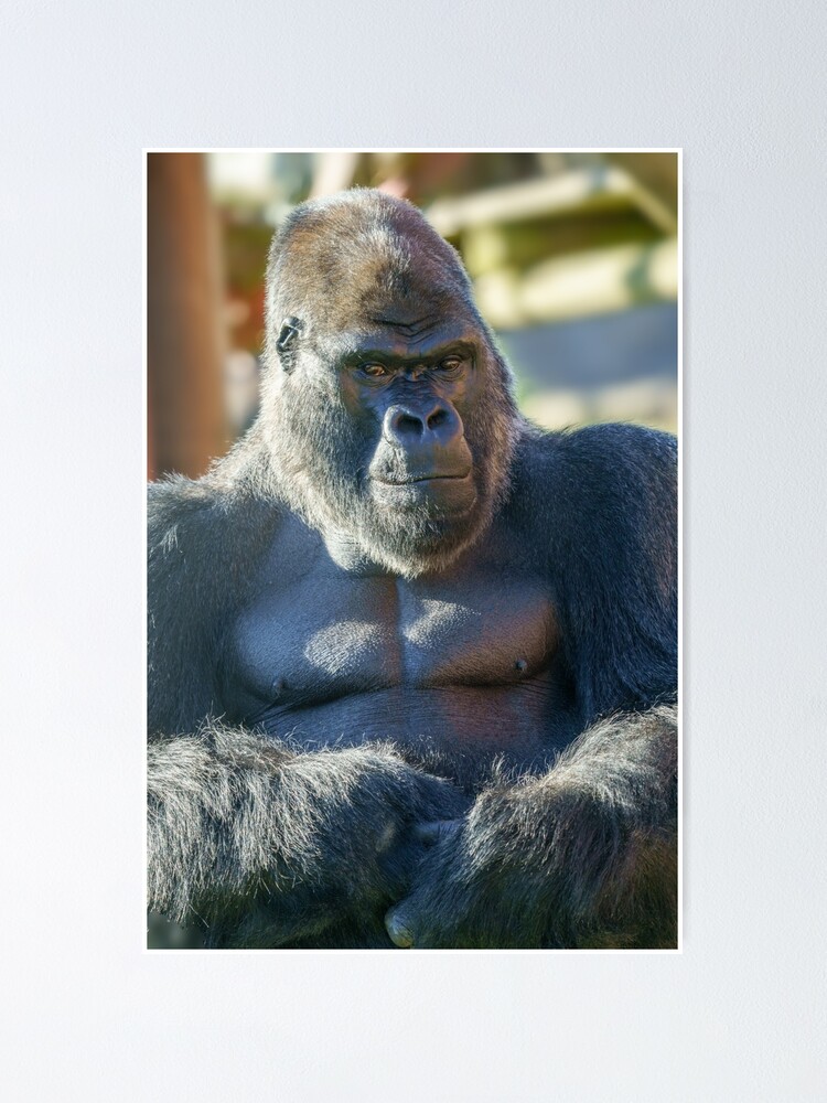 Silverback Gorilla GYM | Poster