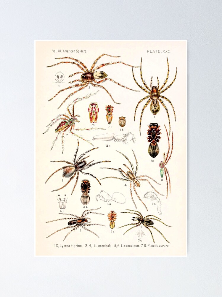 Spider Identification Chart