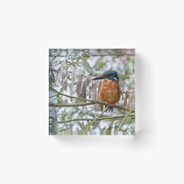 Item preview, Kingfisher on a branch designed and sold by cdkphotos.