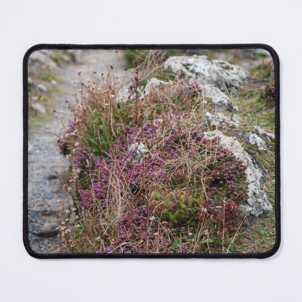 Item preview, Heather on cliffs at Ynys Llanddwyn designed and sold by cdkphotos.