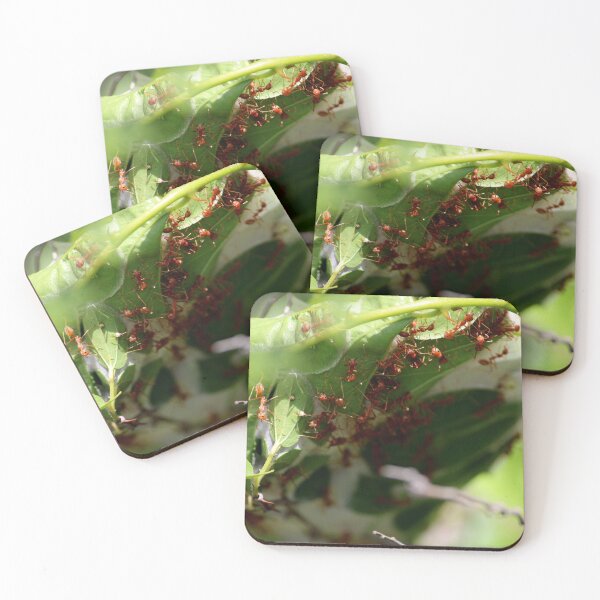 Item preview, Red ants nest in the leaves. designed and sold by VgBingi.