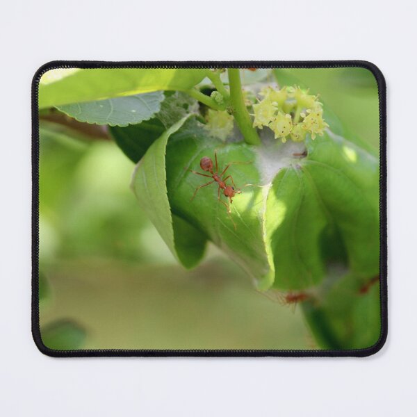 Item preview, Red ants nest in the leaves. designed and sold by VgBingi.