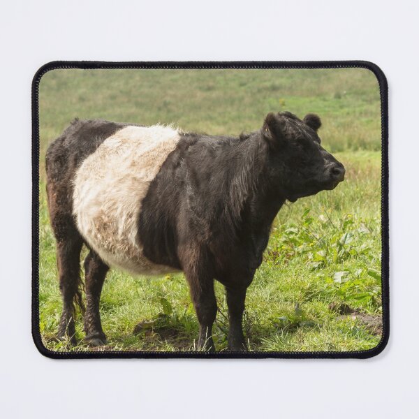 Item preview, Belted Galloway Cow II designed and sold by Jane Stanley Photography.